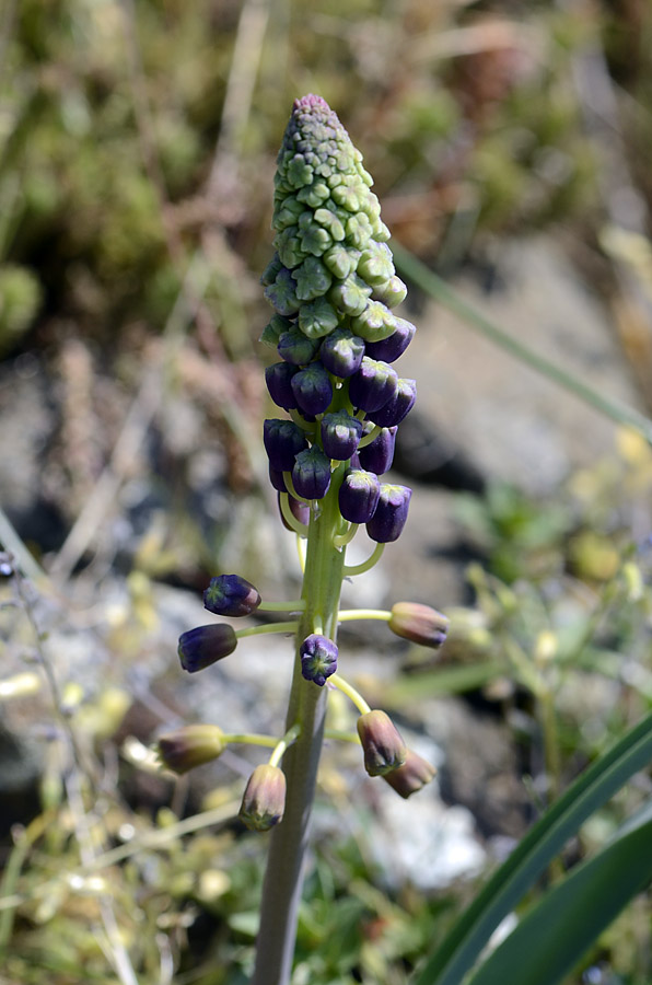 Muscari comosum